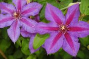 Clematis 'Mrs N. Thompson'